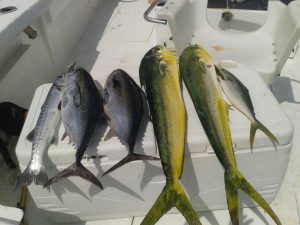 Cozumel Deep Sea Fishing Mahi Mahi Tuna