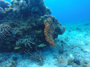Cozumel Two Tank Dive Reef