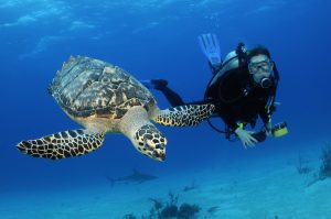 Nassau Discover Diver Turtle