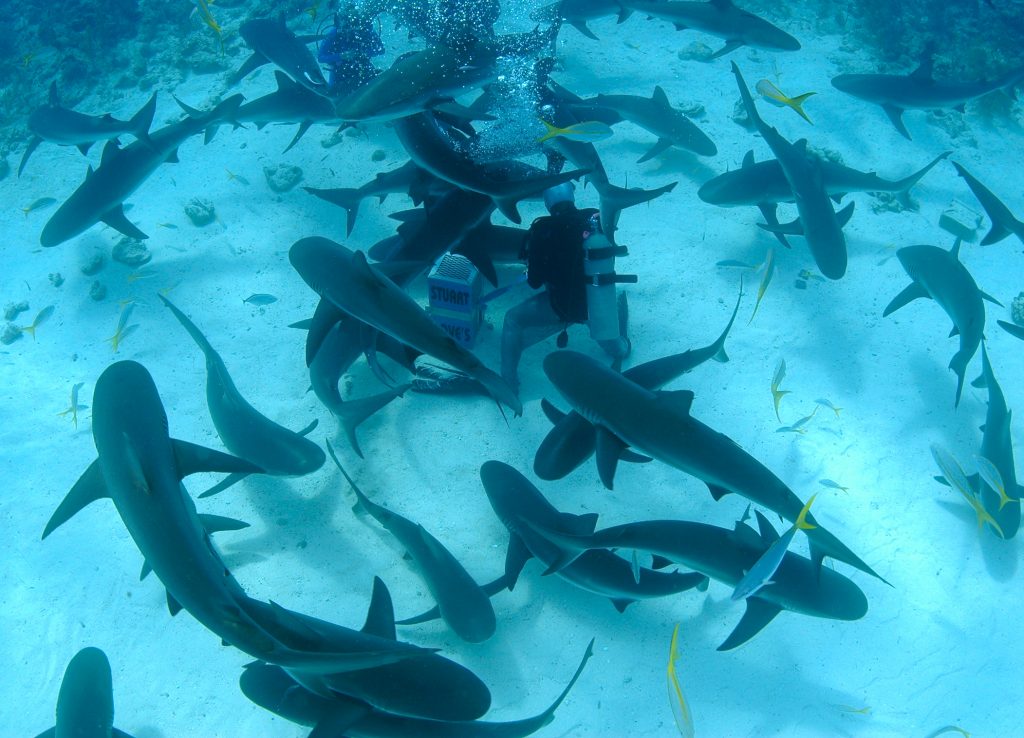 Nassau Shark Scuba Diving Adventure