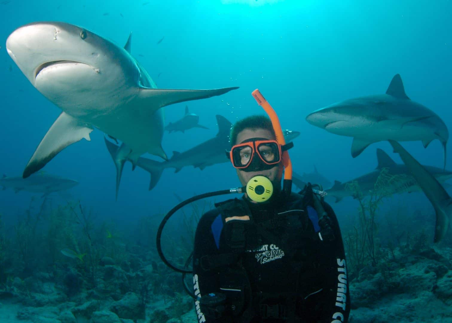 Bahamas Cruise Excursions | nassau-shark-dive-diver