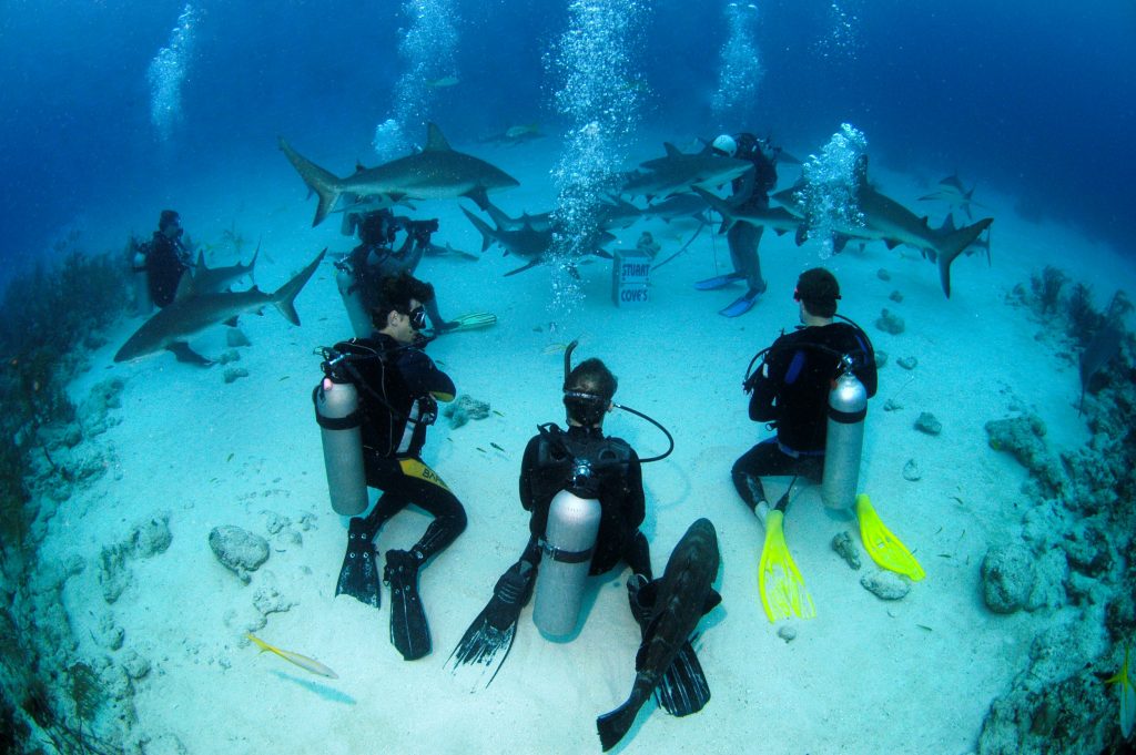 Shark Feeding in Nassau
