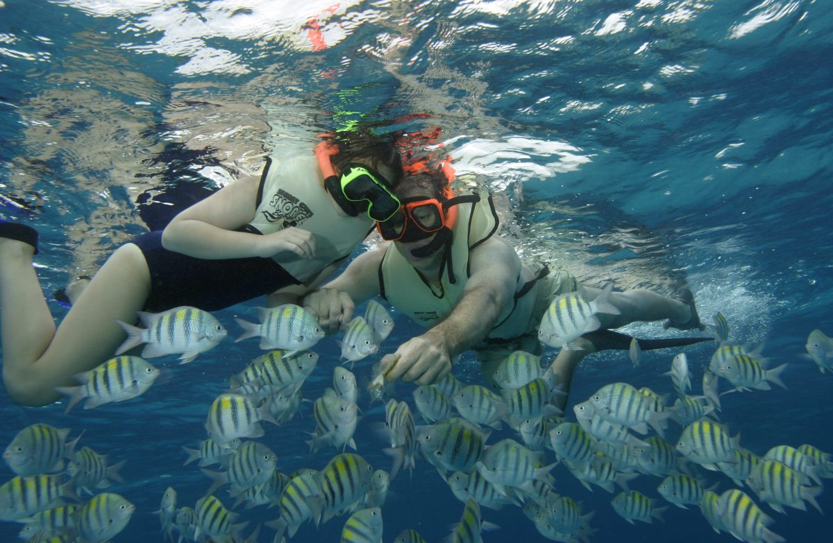 Nassau Snorkeling Adventure Sealife Bahamas Cruise Excursions