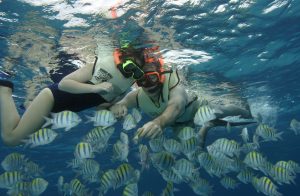 Nassau Snorkeling Adventure Sealife