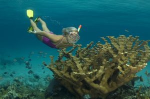 Nassau Snorkeling Reef