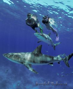 Nassau Snorkeling With Sharks