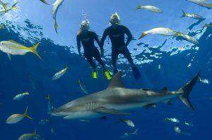 Nassau Snorkeling With Sharks1