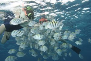 Nassau Ultimate Snorkeling Fish