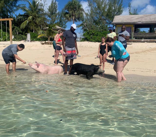 swim_with_pigs_nassau Bahamas Cruise Excursions