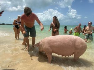 nassau swim with pigs 2