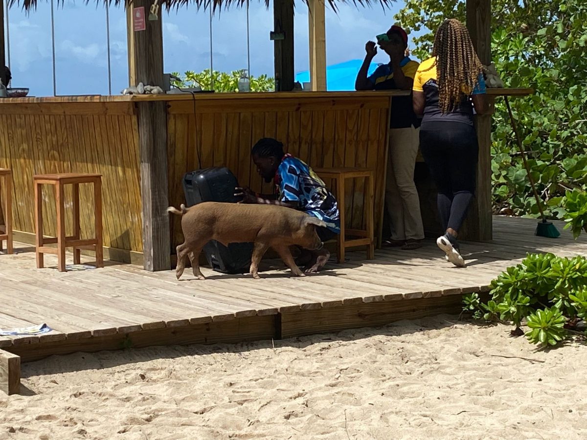 nassau_swim_with_pigs_4 Bahamas Cruise Excursions